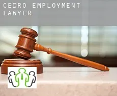 Cedro  employment lawyer