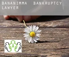 Bananimma  bankruptcy lawyer