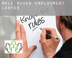 Mole River  employment lawyer